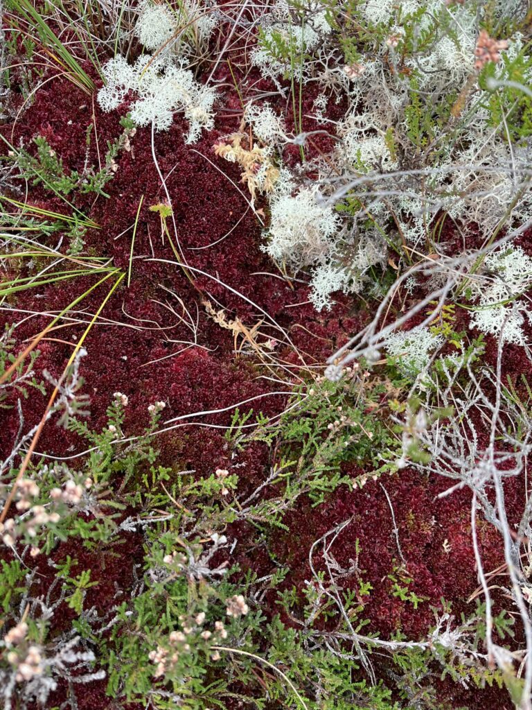 Colourful Mosses