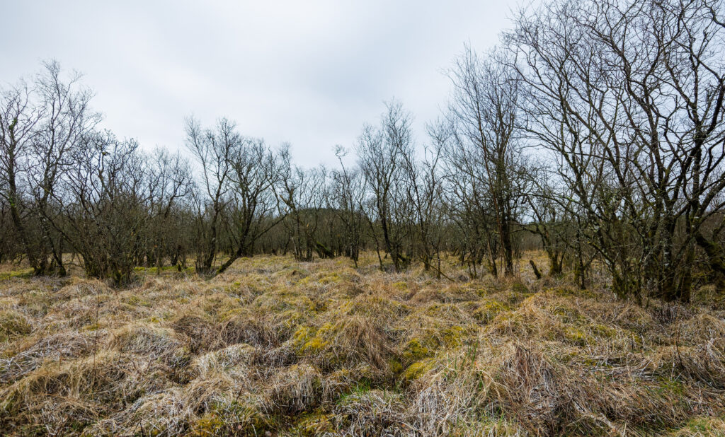 Moss Covered Field & Trees