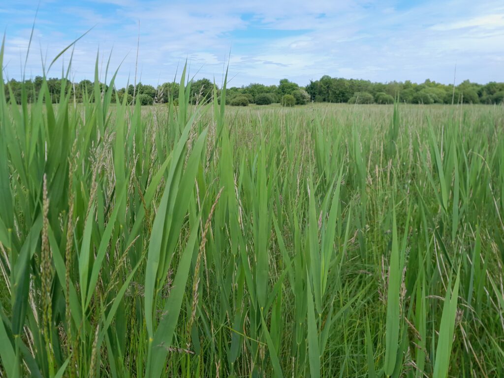20240620_vegetation