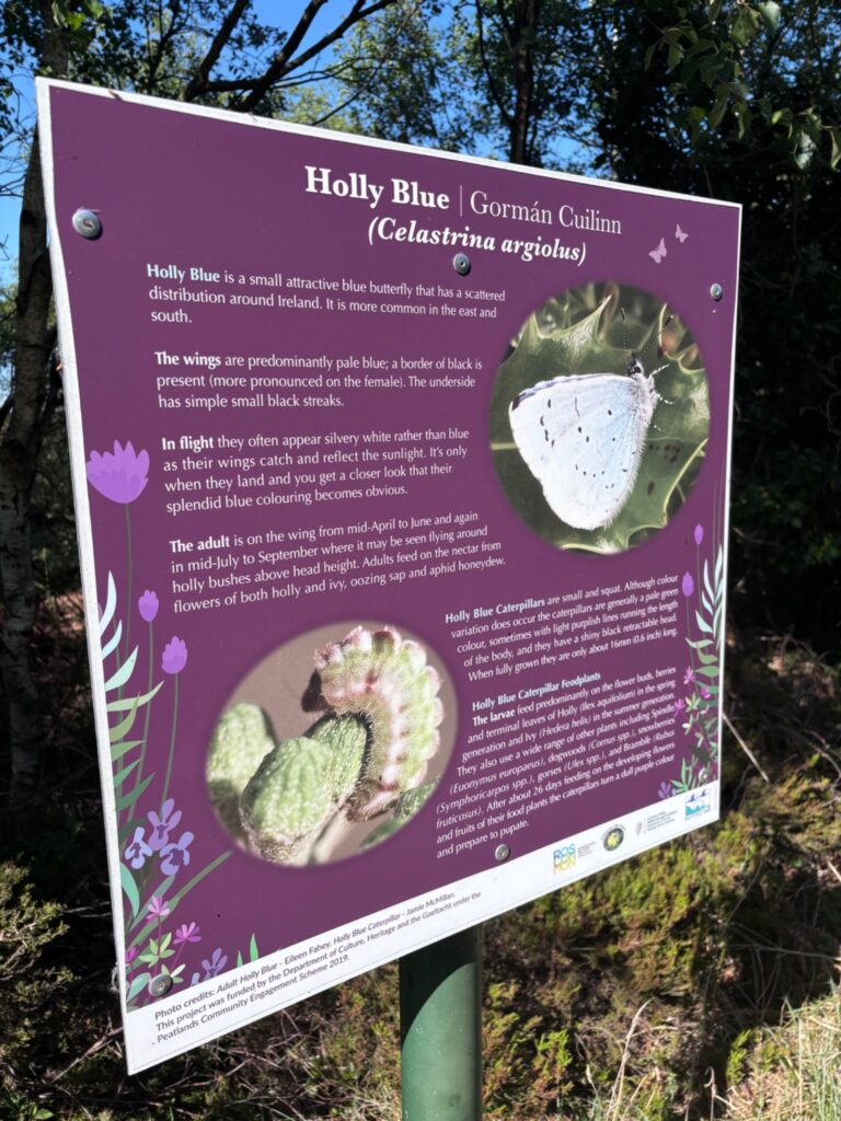 The butterfly trail on Cloonlarge Bog