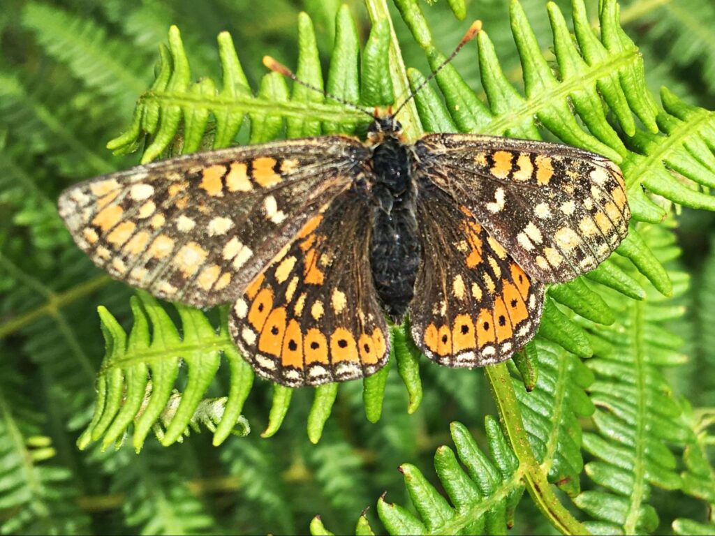 image3 Photo of a Marsh Fritillary butterfly by Eileen Fahey