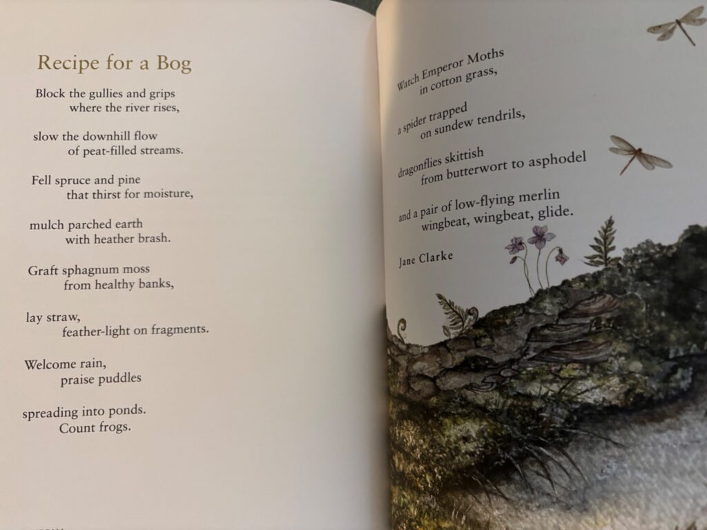 recipe bog