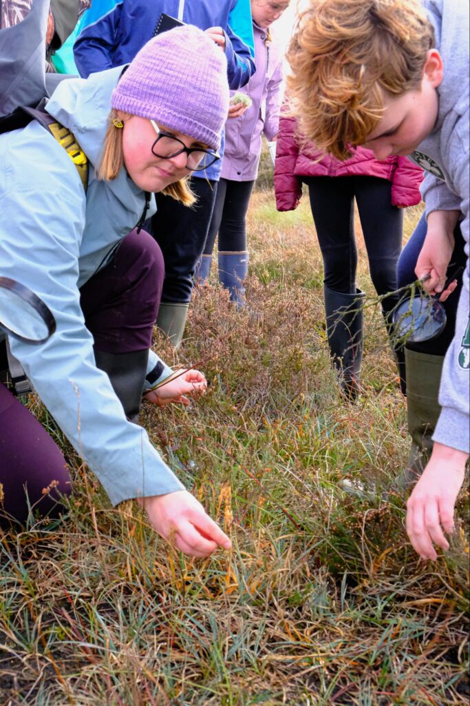 Photo of Photo: Katie showing Ezra the flora of the bog, including bog asphodel  