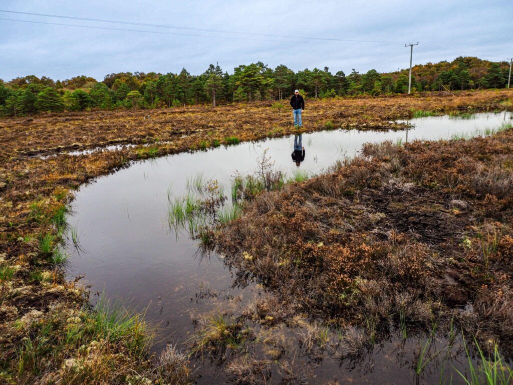 Photo of large bog pool which is about ot breach the berm installed to hold water to re-wet the bog