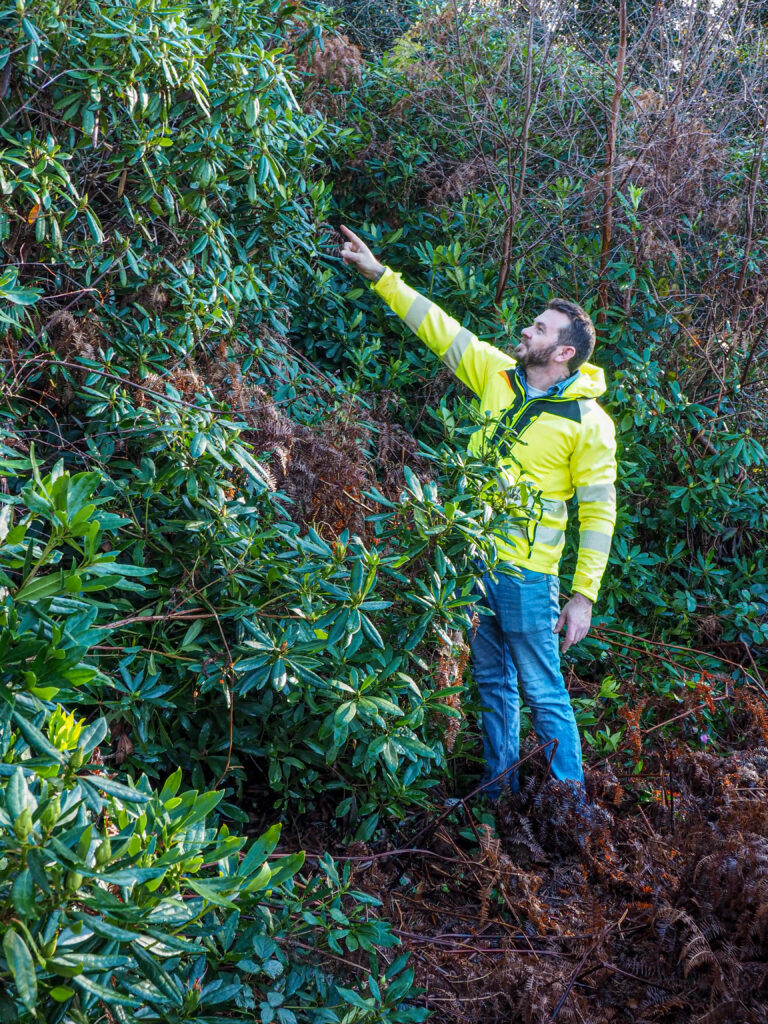 Brian Gorman stands beside a large cluster of rhondodendrum. This rhododendron was removed during recent restoration work