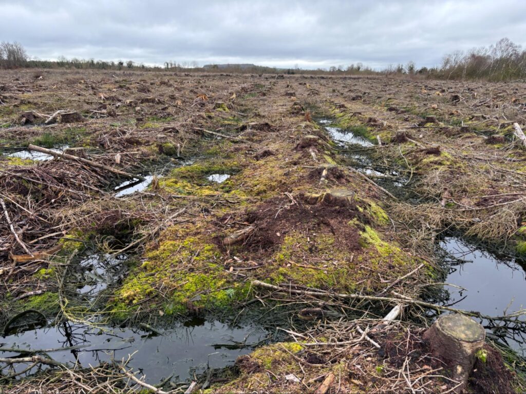 Photographt of rewetting in the felled trees area (Helen Shaw) 