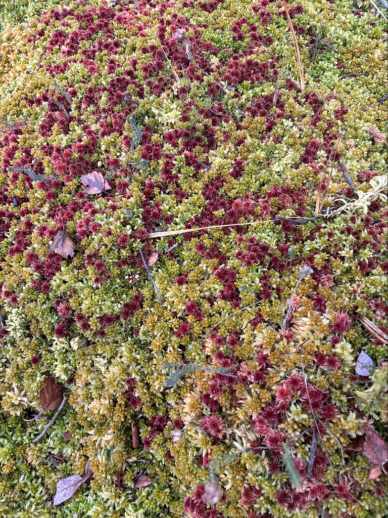 Photograph of natural regeneration of mosses in the wetlands of Scohaboy Bog