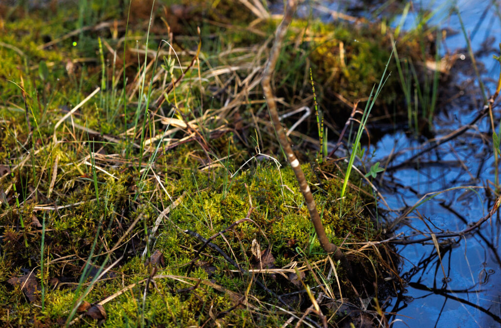 Close up shot of mossy grass and twigs by small pool of water to the right.