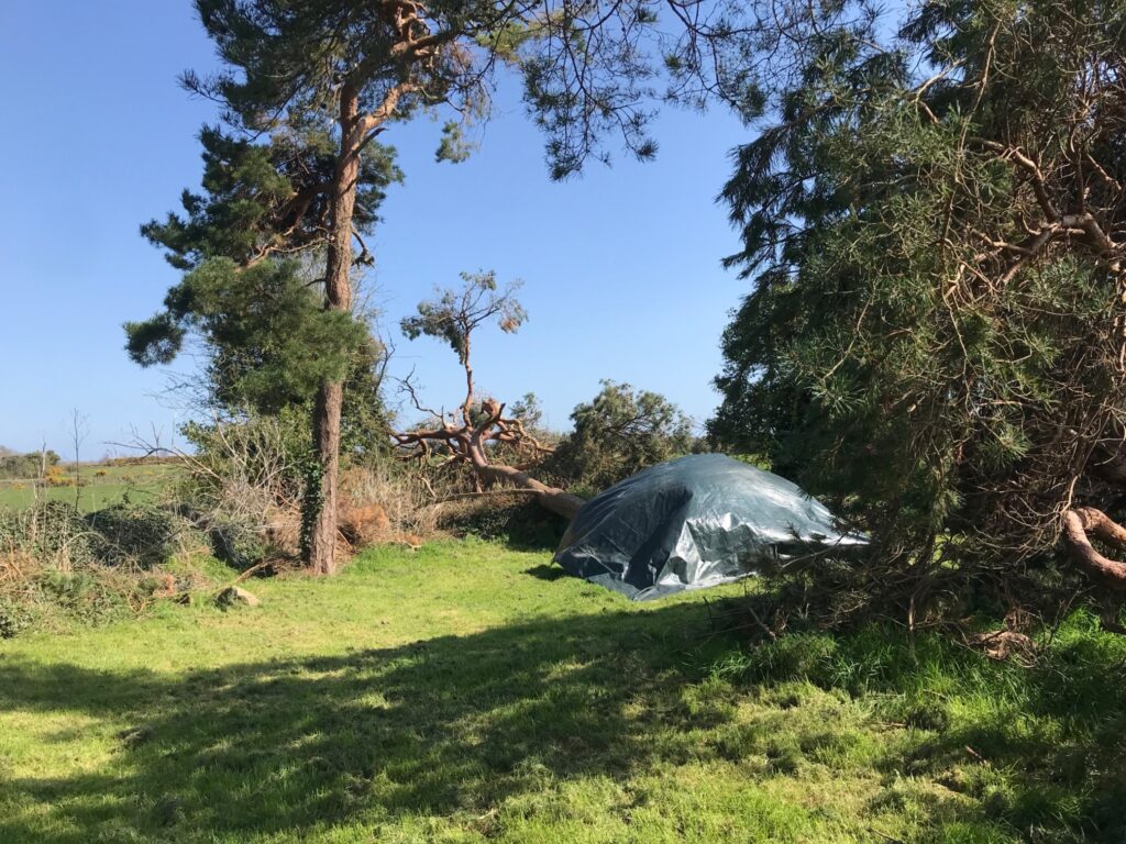Photograph of the uprooted trees revealing ancient history 