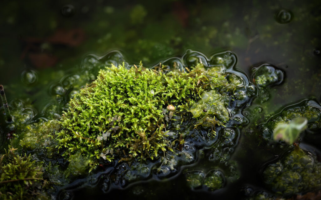 Sphagnum moss half submerged in water