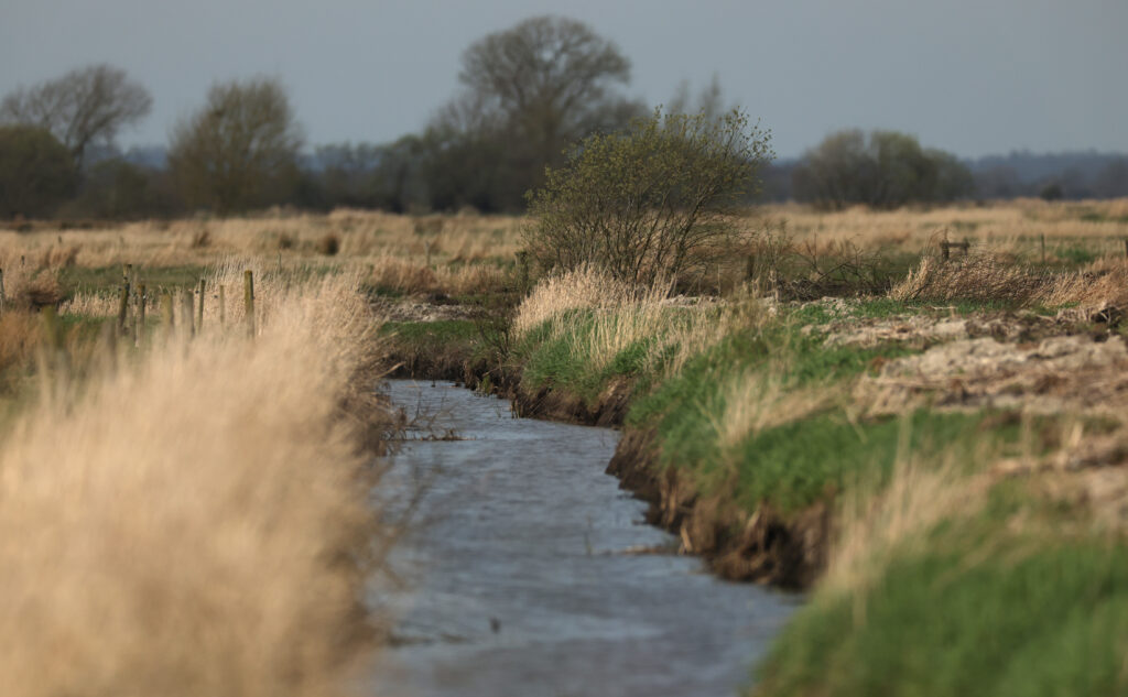 Landscape photograph of a small waterway running through reeds on a callows in Brosna Callows. Trees and grey sky in background. Foreground is waterway.