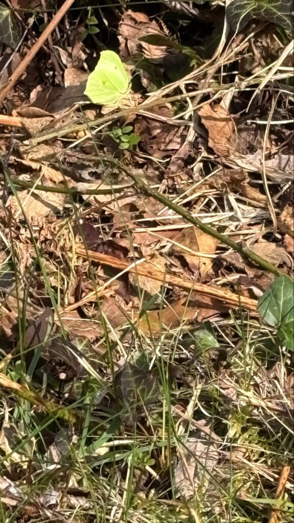 Brimstone Butterfly resting on foliage in Abbeyleix Bog sloe up image.