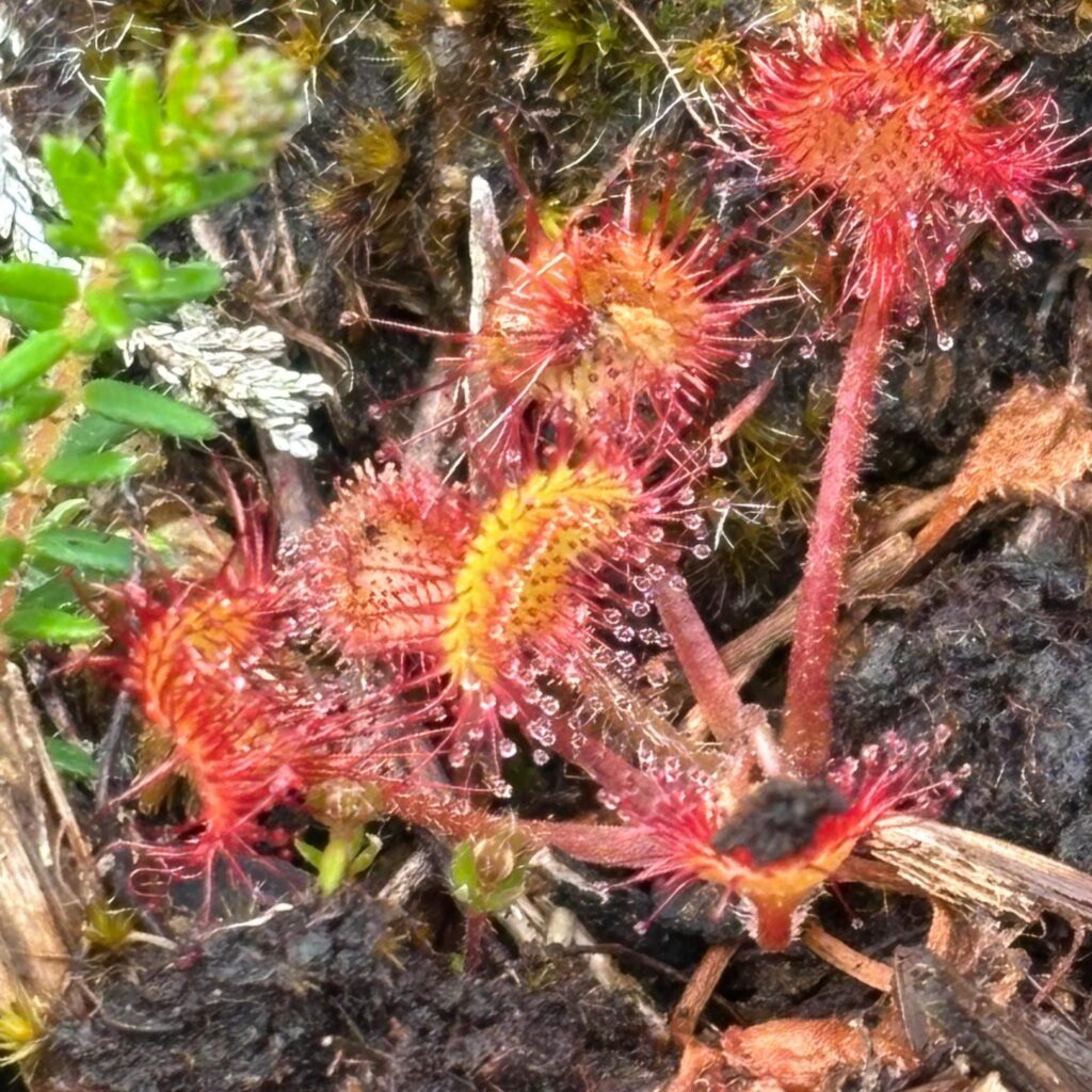 Close up image of Sunday plant.