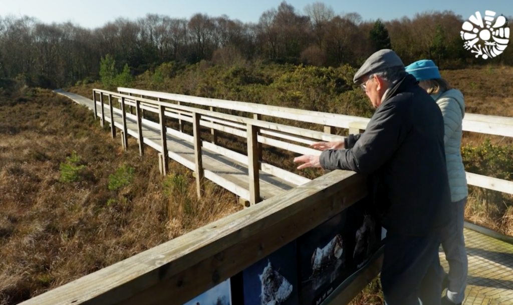 Man and woman standing on a boardwalk overlooking a bog.