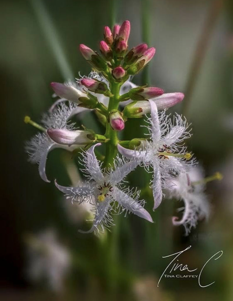 Close up photograph of bogbean
