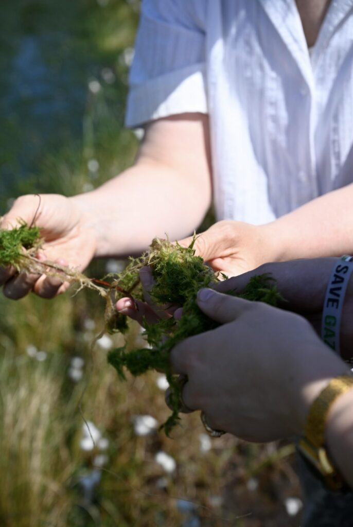 person holding Spaghnum moss 