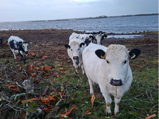 Four cows standing in a field next to a lake