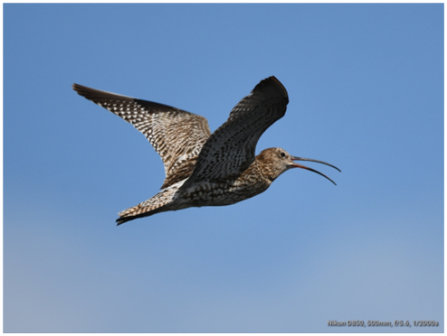 Curlew in flight